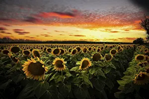 Sunflower (Helianthus annuus) in sunflower field