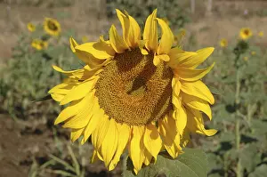 Sunflower (Latin Name Helianthus annuus)