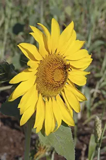 Sunflower (Latin Name Helianthus annuus)