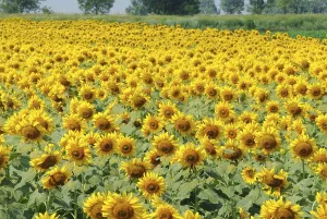 Sunflowers fields, India