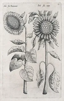 Sunflowers (Helianthus annuus)