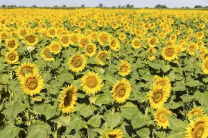 Sunflowers (Helianthus annuus)