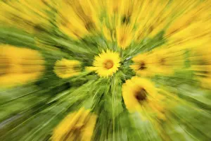Sunflowers (Helianthus annuus)