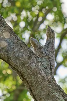 In the sunlight, a bird with a young bird rests on a tree trunk