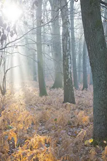 Sunlight breaks through the misty forest and illuminates dead