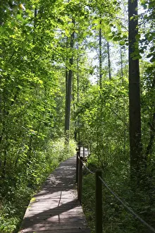 Sunlight falls through the canopy of a dense forest onto a narrow wooden path