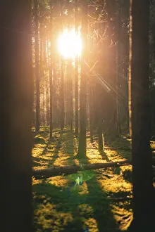 Sunlight falls through dense trees and casts long shadows on the moss-covered ground in the forest