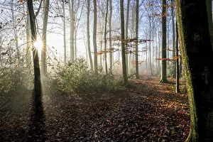 Framed Print : Sunlight falls through the trees of an autumn forest