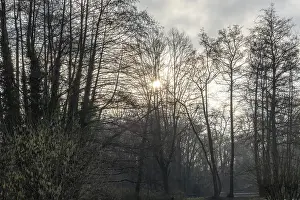 Sunlight filtering through branches of leafless trees in a tranquil winter forest