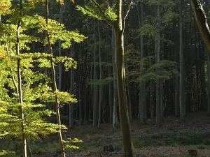 Sunlight filters through the trees of a densely wooded forest that offers a calm and serene atmosphere