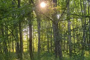 Sunlight floods a quiet, green forest