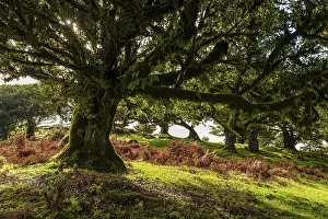 Sunlight penetrates an ancient laurel tree in a primeval forest with moss-covered trees