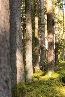 Sunlight penetrates a quiet forest