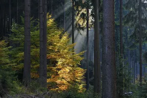Sunlight, the rock Schmilka hiking area in the Saxon Switzerland