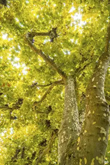 Sunlight shines through the green treetops in autumn