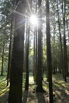 Sunlight shines through tall trees creating shadows in a dense forest