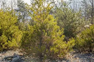 Sunlight shining through young pine trees in a forest with a bed of dry leaves