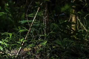 Sunlight streaming through the forest and falling across some small green plants and a log laying on the ground