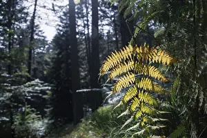 Sunlit fern in a tranquil forest setting with tall trees creating a serene atmosphere