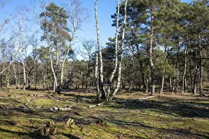 Sunlit forest with various trees casting shadows on a grassy ground