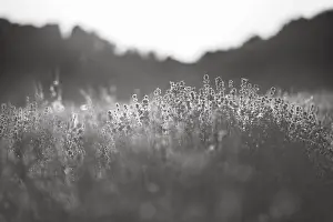 Sunlit lavender flowers at sunset