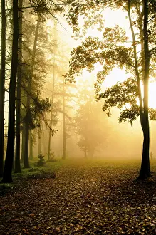 Sunlit misty forest creating a golden and serene morning atmosphere