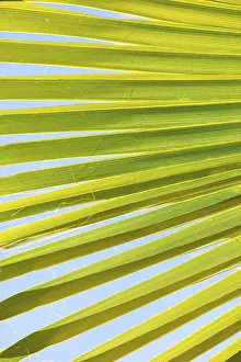 Category Mountain Landscapes Prints: Sunlit palm leaf with shadow play of the leaf veins