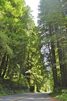 Sunlit road through a dense green forest