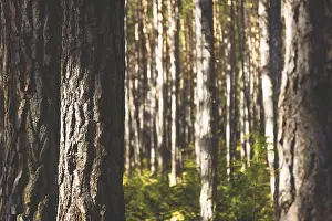 Sunlit spruce trees in a line in a forest with green moss