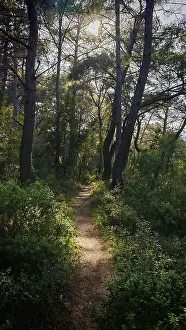 A sunlit trail leads through a green