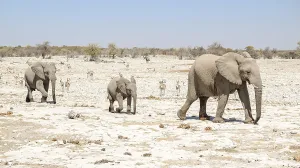 Sunny arid savannah scenery including a walking family of african bush elephants seen in Namibia