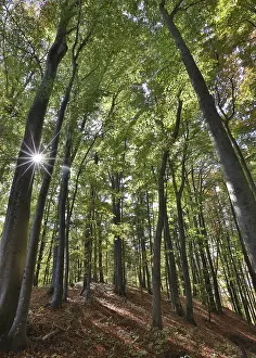 Sunny beech forest in early autumn