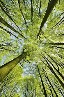 Sunny beech forest in spring, frog perspective