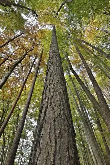 Sunny beech and pine forest in early autumn