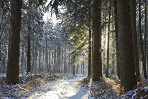 Sunny day in a snowy winter forest
