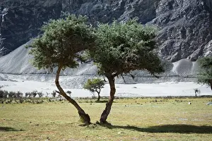 Sunny day view with trees at Nubra Valley