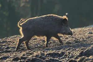 On a sunny day, a wild boar or wild pig (Sus scrofa) stands backlit on a frozen mound of earth