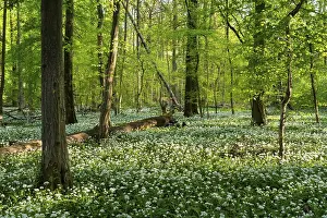 A sunny deciduous forest with white flowering ramson (Allium ursinum) in spring