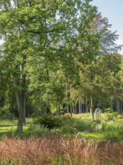A sunny forest with green trees and a meadow in the foreground