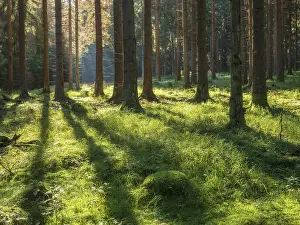 Sunny forest with long shadows