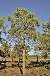 A sunny forest scene with tall pine trees under a clear blue sky on the Cap d'Erquy on the Brittany coast