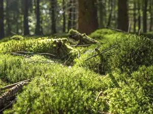 Sunny illuminated low angle forest scenery with moss and ground cover vegetation