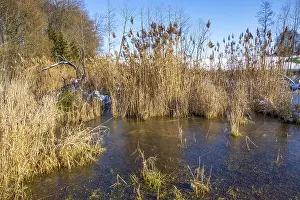 Sunny riparian scenery around a lake at winter time