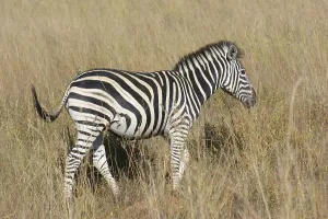 Sunny savanna scenery with zebra in Botswana