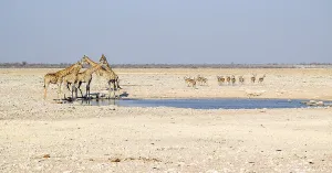 Sunny savannah scenery including a group of giraffes and some gazelles at a waterhole in Namibia