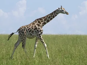Sunny scenery with a Rothschild Giraffe in Uganda (Africa) while walking through wide grassland