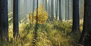 Sunny spruce forest in autumn, eastern Harz foreland