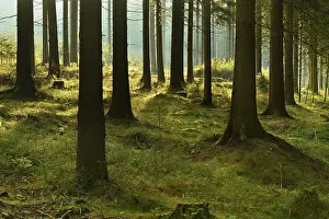 Sunny spruce forest with fog in the morning light