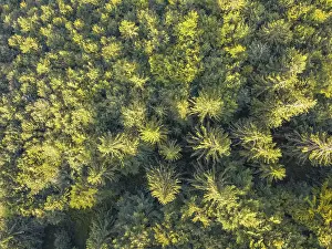 Sunny summer day and dense spruce forest