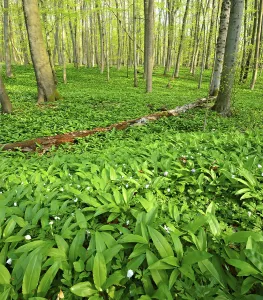 Sunny, untouched natural beech forest in spring